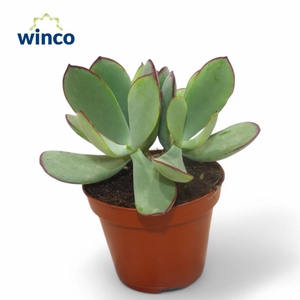 Cotyledon Mint Truffles