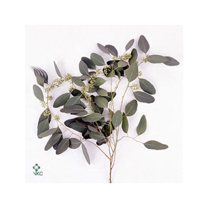 Eucalyptus Per Bos Polyanthemos (fruit)
