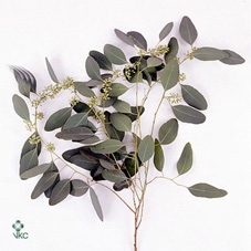 <h4>Eucalyptus Per Bos Polyanthemos (fruit)</h4>