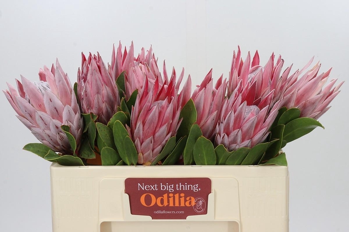 <h4>Protea Cynaroides</h4>