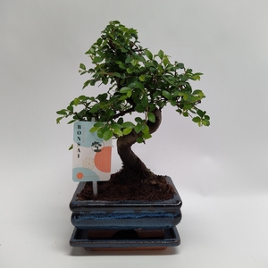 Zelkova S-shape Bonsai 'Traditional' 15 cm + Schotel