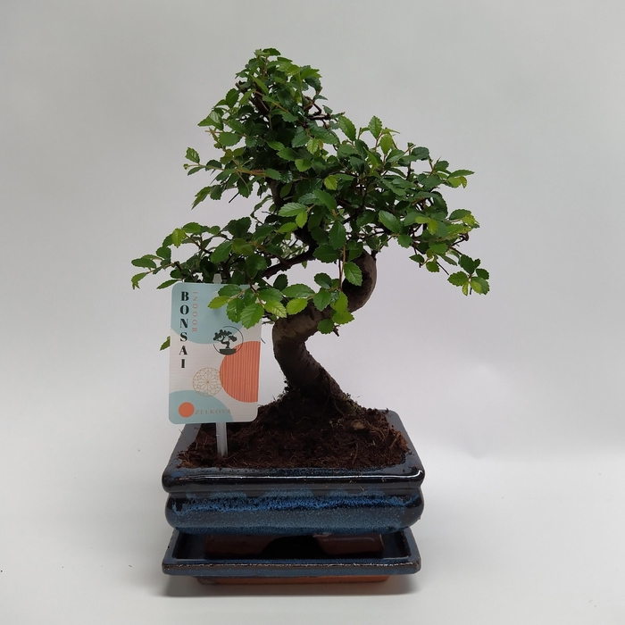 <h4>Zelkova S-shape Bonsai 'Traditional' 15 cm + Schotel</h4>