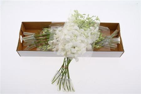 <h4>DENDR M POMP WIT</h4>