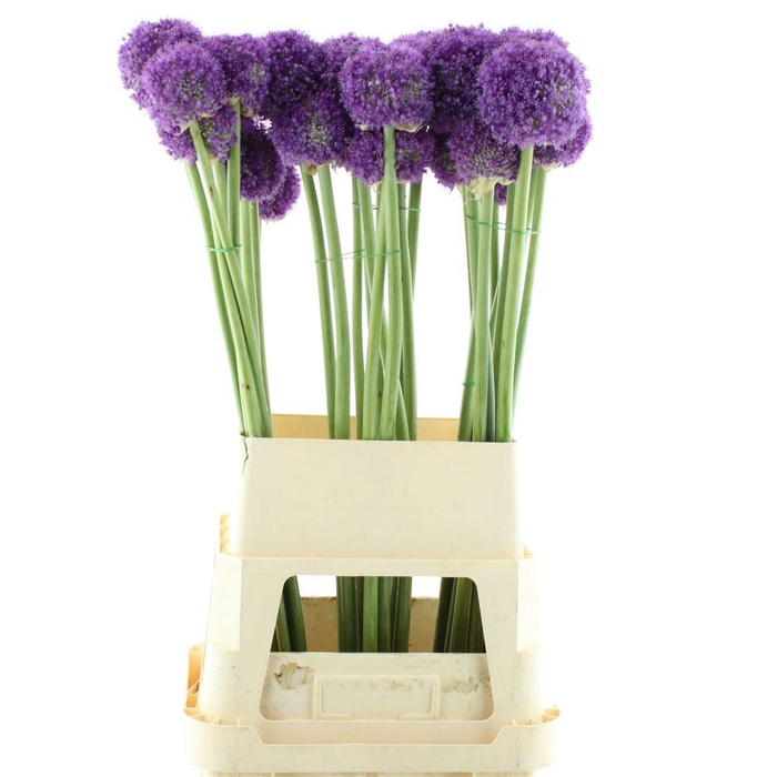 <h4>ALLIUM GROOTBLOEMIG</h4>