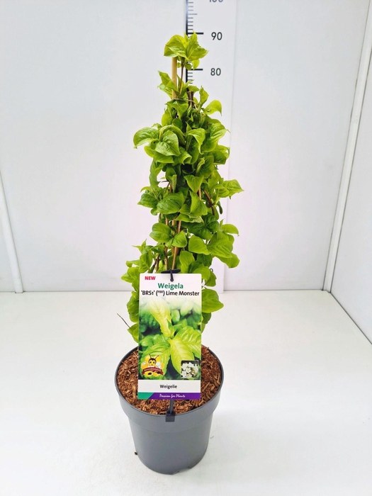 <h4>Weigela overig</h4>