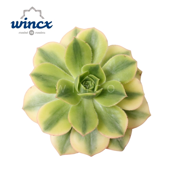 <h4>Aeonium Starburst Cutflower</h4>