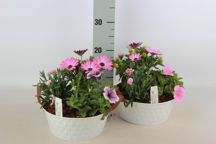 <h4>ARR TUINPLANTEN</h4>