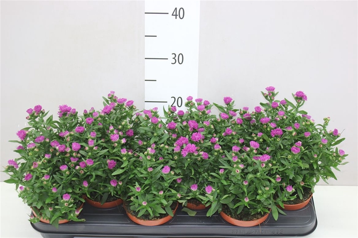 <h4>Aster Starletta Pink</h4>