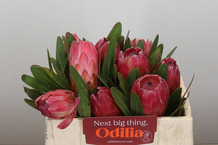 <h4>Protea Red Ice</h4>