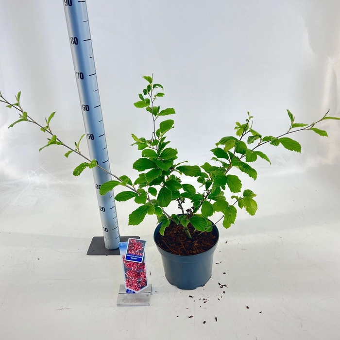 <h4>Hamamelis x intermedia</h4>