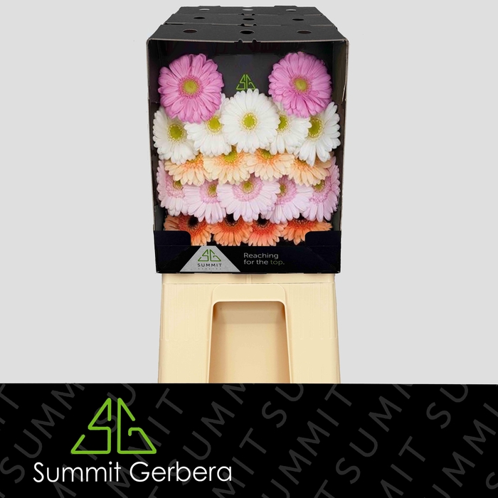 <h4>Germini Mix Wedding Diamond</h4>