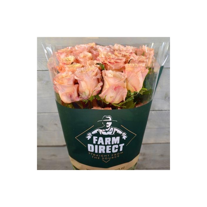 <h4>R Gr Shimmer</h4>