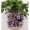 MALVA ZEBRINA