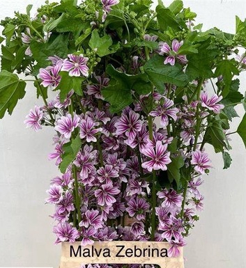 MALVA ZEBRINA