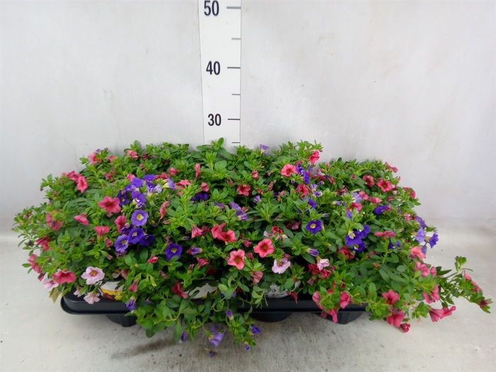 <h4>Calibrachoa  'TriobellsPast' .mix '</h4>