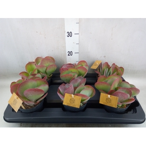 Kalanchoe NF thyrsiflora