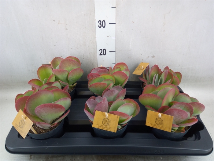 <h4>Kalanchoe NF thyrsiflora</h4>