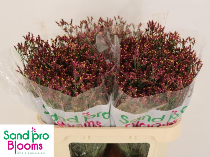 <h4>LIM SIN SCARLET DIA</h4>