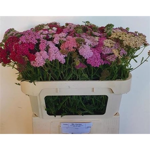 Achillea Ov Mix Xxl