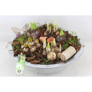 arr4 Bollenmix JS - Zink schaal XL