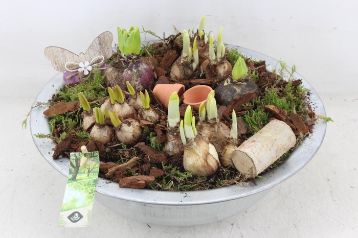 <h4>arr4 Bollenmix JS - Zink schaal XL</h4>