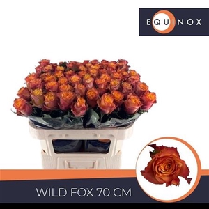 Rosa a grande fleur Wildfox