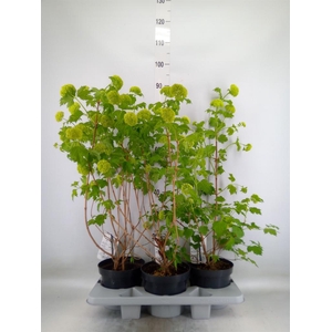 Viburnum opulus 'Roseum'