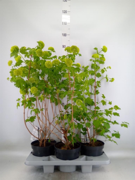 <h4>Viburnum opulus 'Roseum'</h4>