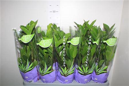 <h4>Zamio Zamiifolia 5+</h4>