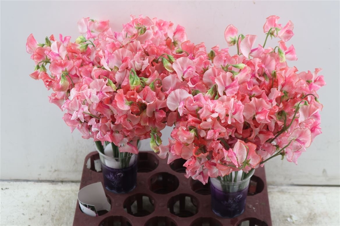 <h4>Lathyrus Pink Wedding</h4>