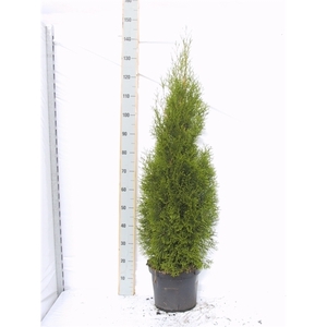 Thuja occidentalis 'Smaragd'