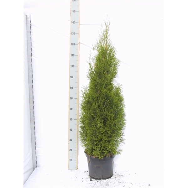 <h4>Thuja occidentalis 'Smaragd'</h4>