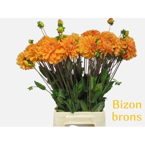 DAHL BIZON BRONZE