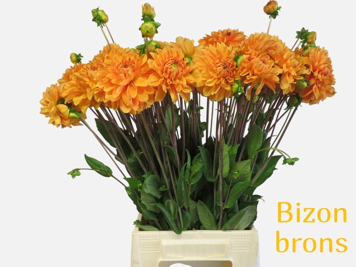 <h4>DAHL BIZON BRONZE</h4>