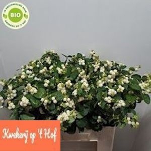 <h4>Sympho White Dream HP Mantel</h4>