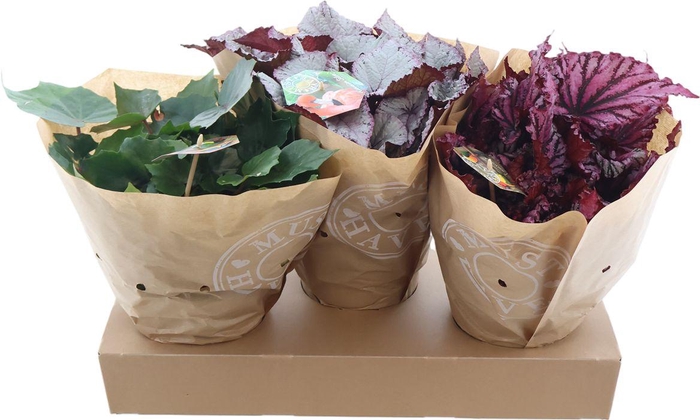 <h4>Beg Rex Gemengd</h4>