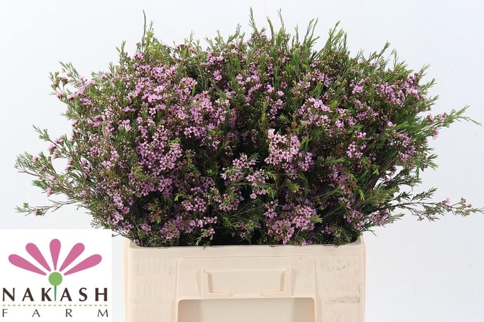 <h4>Cham Un Hili</h4>