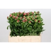 Paeonia Flame