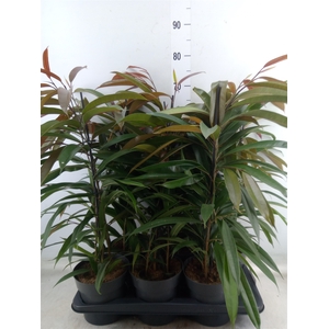 Ficus binn. 'Amstel King'