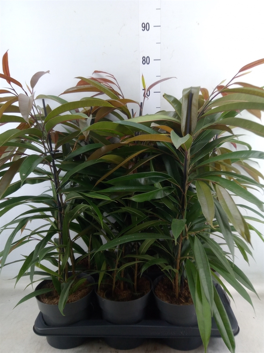<h4>Ficus binn. 'Amstel King'</h4>