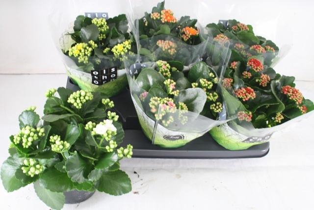 <h4>KAL GE GEM 5 KL</h4>