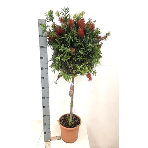 CALLIS CI SPLENDENS