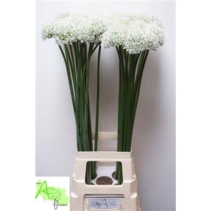 Allium Mount Everest