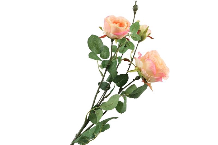 Rosa Apricot