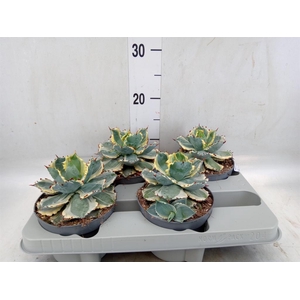Agave potatorum