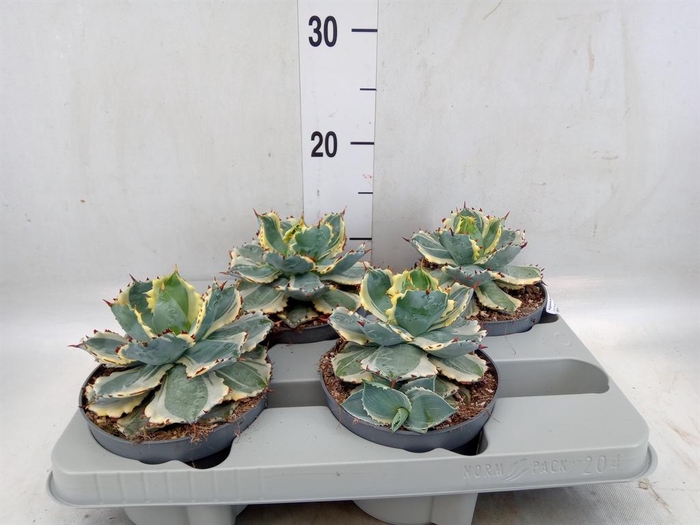 <h4>Agave potatorum</h4>