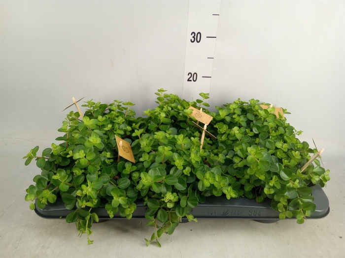 <h4>Peperomia rotundifolia</h4>