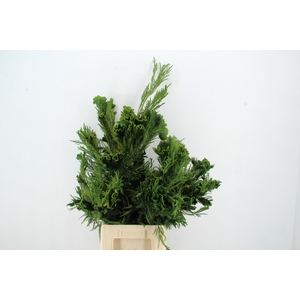 CRYPTOMERIA CRIST XL