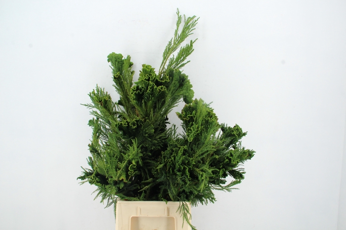 <h4>CRYPTOMERIA CRIST XL</h4>