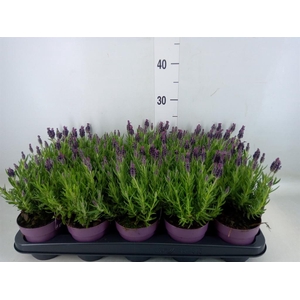 Lavandula stoec. 'Anouk'